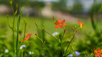 <i>Belamcanda chinensis</i>